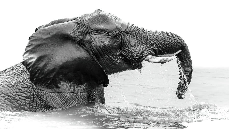 Elephant having a splash #1 Photograph by Keith Carey
