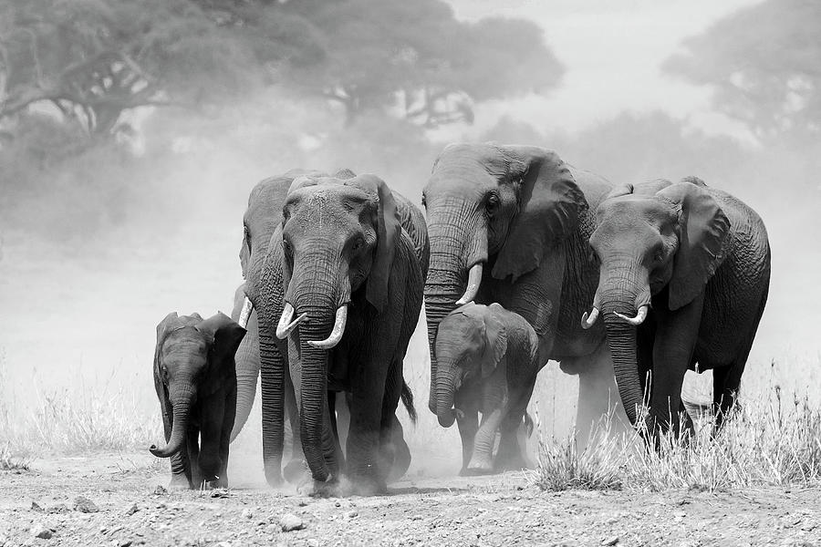 Elephant herd #3 Photograph by Hira Punjabi - Pixels