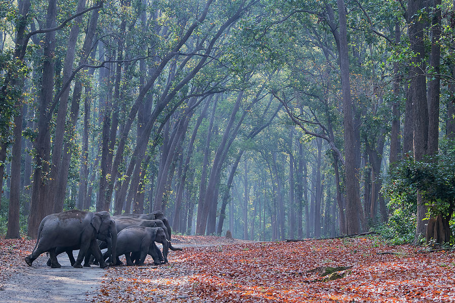 Elephant herd in Forest Photograph by Hira Punjabi - Fine Art America