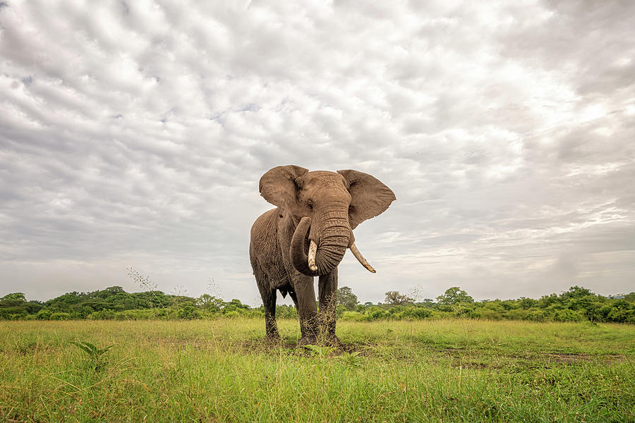 Elephant Photograph by Quynh Ton - Fine Art America