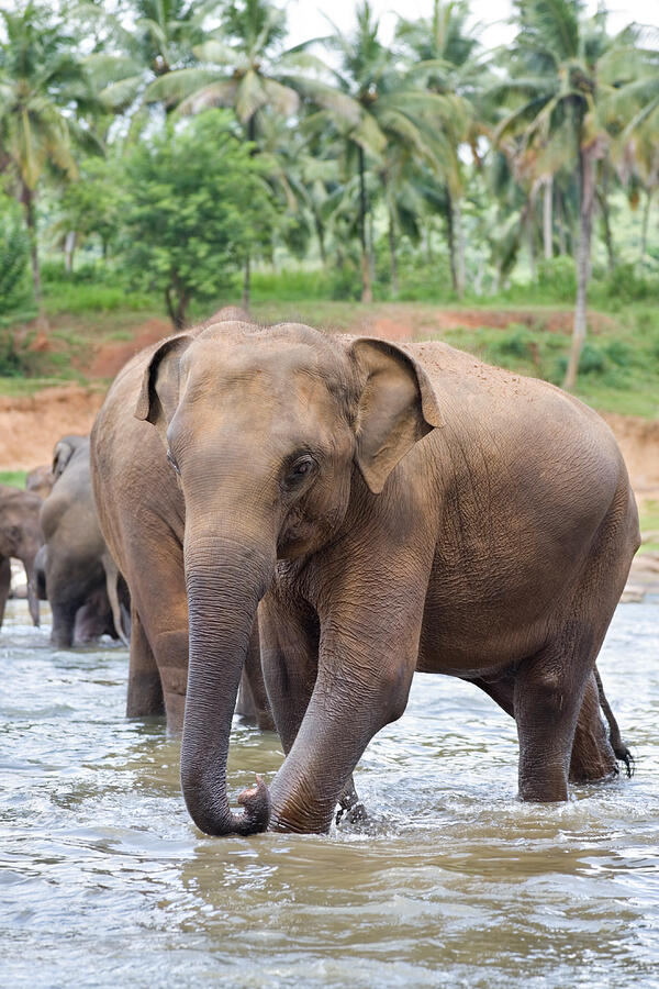 Elephants in river #3 Photograph by Lp7