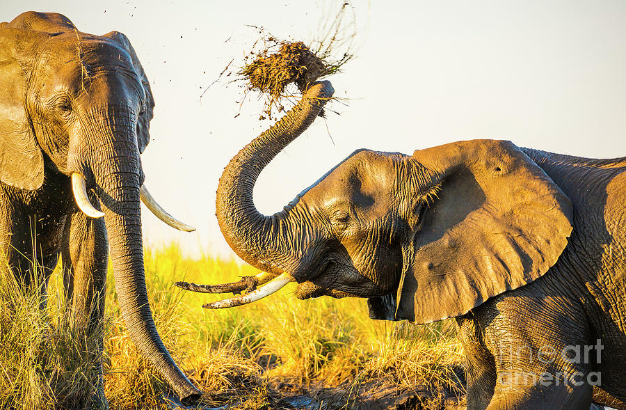 Elephants Playing In Mud Photograph