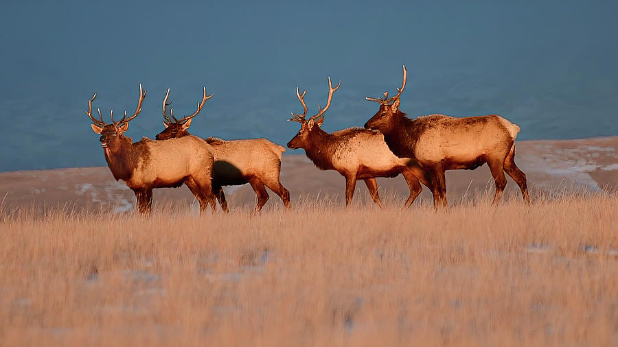 Elk At Sunrise Photograph by Gary Beeler - Fine Art America