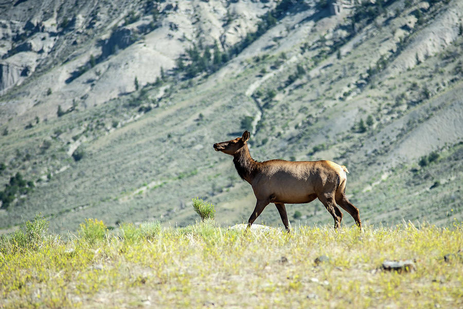 Elk In The Mountains Of Yellowstone  #3 Photograph by Alex Grichenko