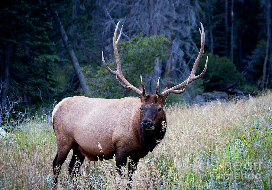 Elk Photograph by Valentina Gatewood - Fine Art America