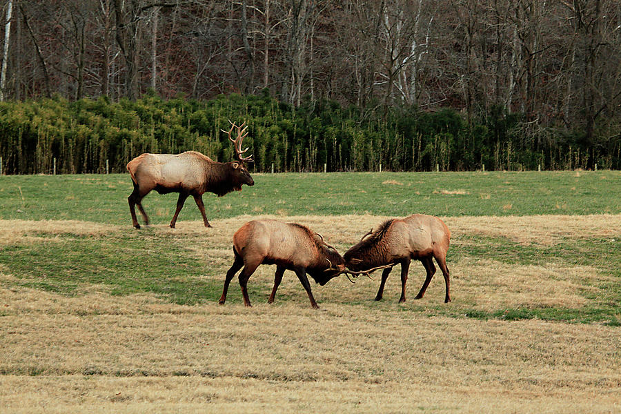 3 Elk  Photograph by William Rainey