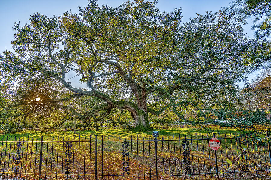 Emancipation Oak Tree #1 Photograph by Jerry Gammon