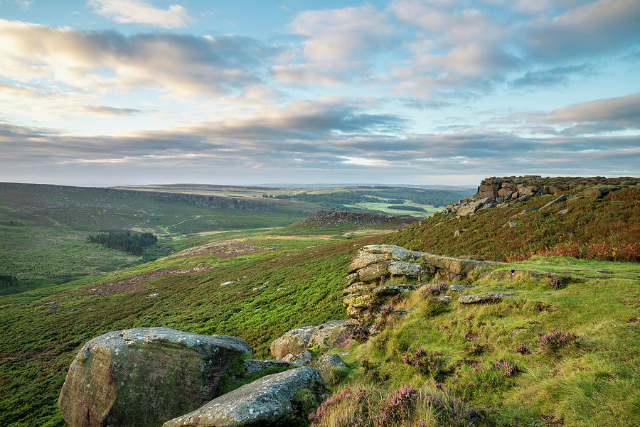 Epic colorful landscape view of late Summer heather in Peak Dist ...