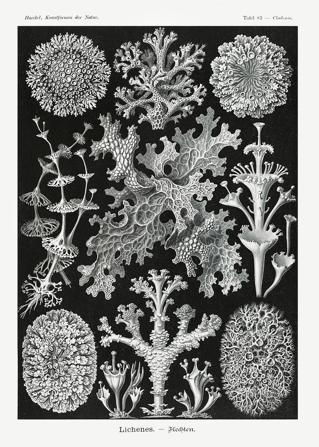 Ernst Haeckel Illustrations #3 Mixed Media by World Art Collective