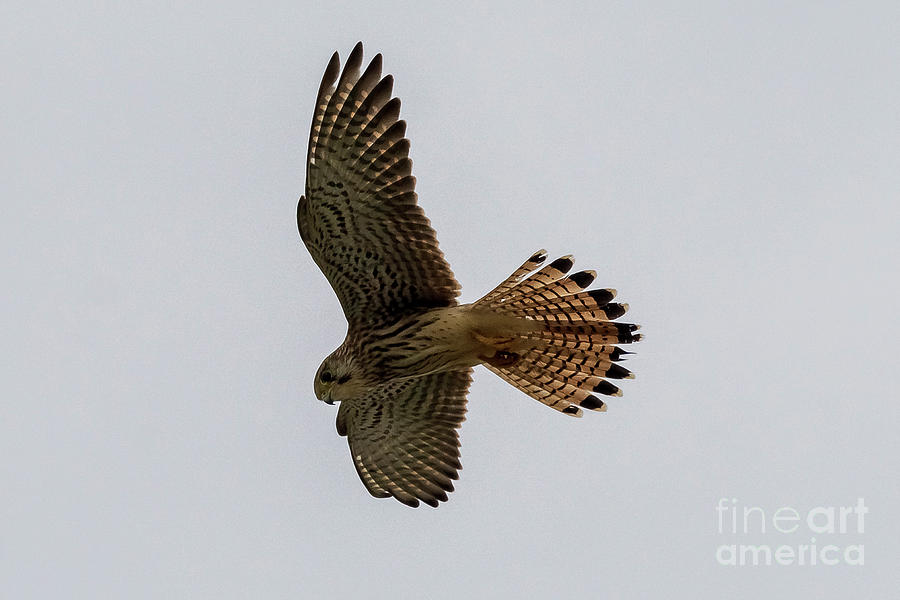 Eurasian Kestrel Falco Tinnunculus Costa Ballena Cadiz Photograph