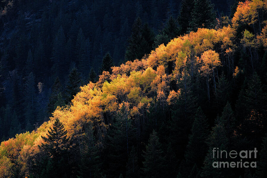 Fall colors #3 Photograph by Thomas Nay