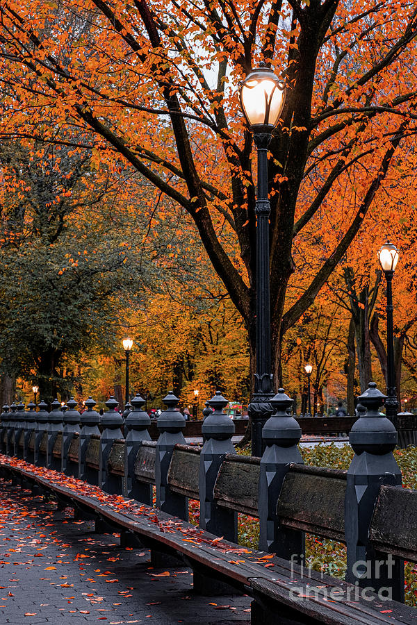 Fall Foliage Color Of Central Park In Manhattan Photograph By Edi Chen ...