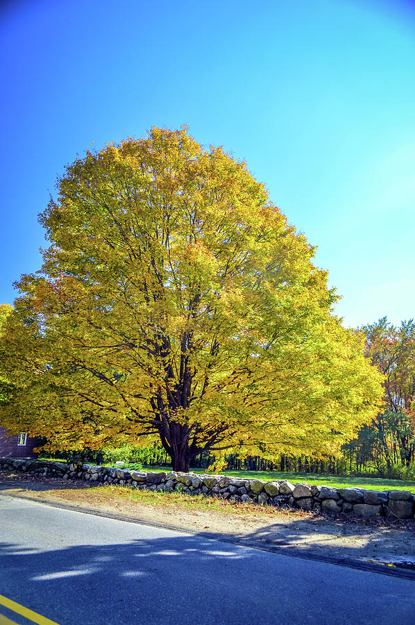 Fall Foliage Massachussetts USA #3 Photograph by Paul James Bannerman