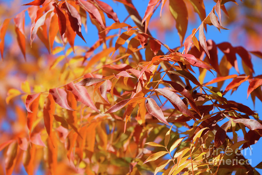Fall Leaves #3 Photograph by Vivian Krug Cotton