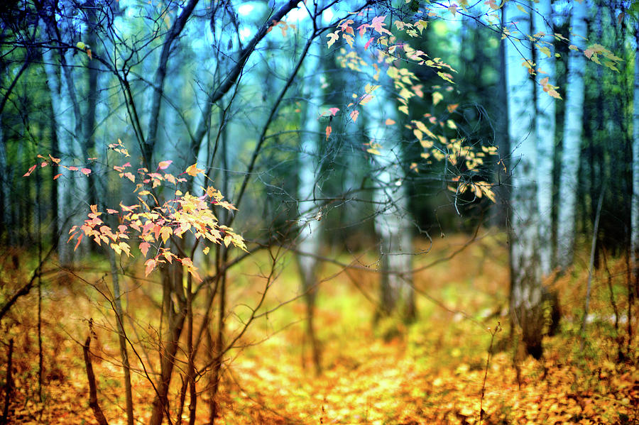 Fall, Novosibirsk, Russia #3 Photograph by Eugene Nikiforov