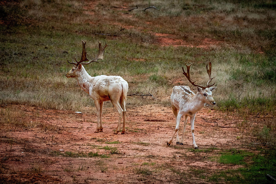 Fallow Deer #3 Photograph by Doug Long