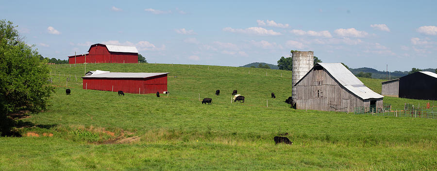 Farm with cows Photograph by Eldon McGraw