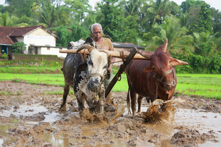 Farmer at work Photograph by Ameya M - Fine Art America