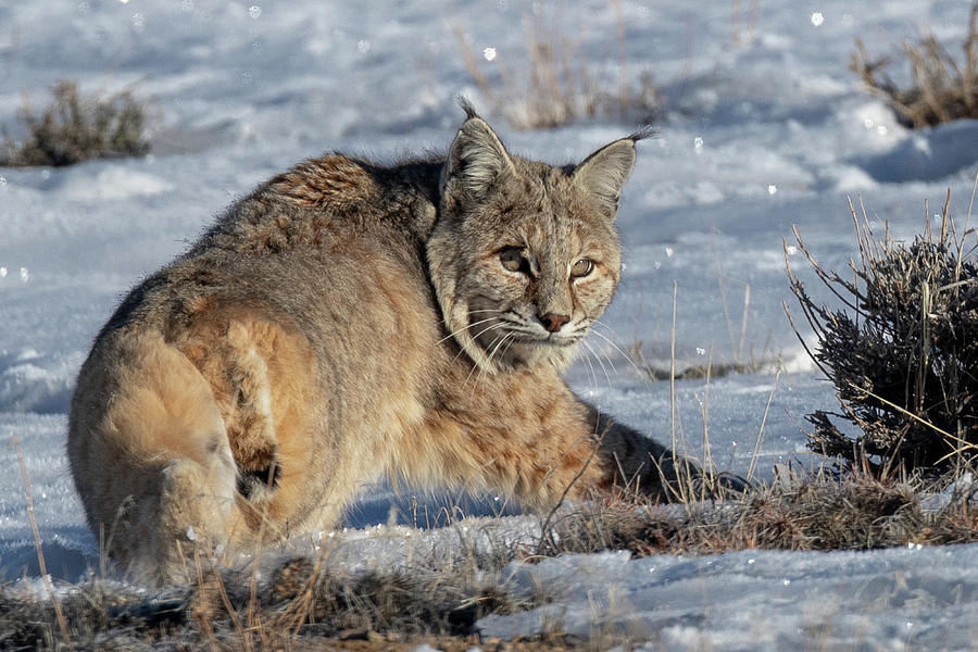 Female Bobcat Photograph By Greg Bergquist Fine Art America 3101