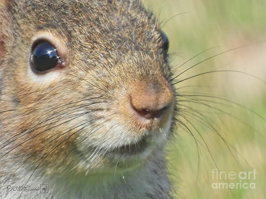 Female Eastern Grey Squirrel #4 Photograph by J McCombie