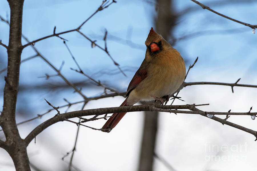 Female Northern Cardinal #3 Photograph by JT Lewis