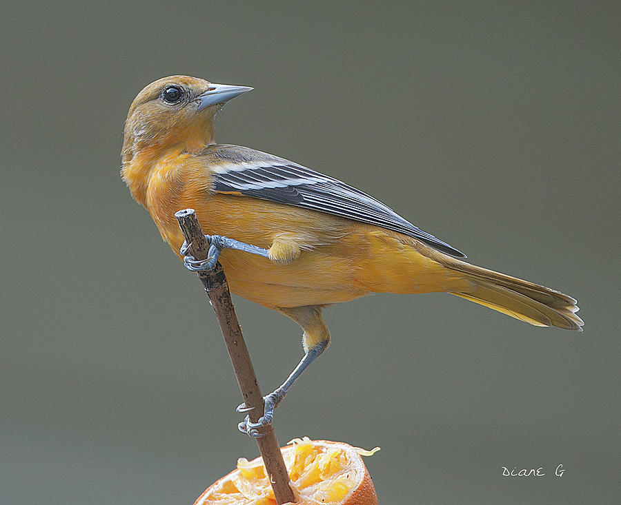 Female Oriole #3 Photograph by Diane Giurco