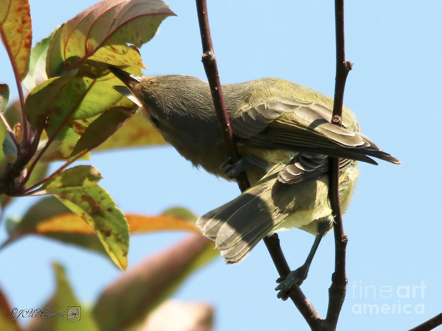 Female Tennessee Warbler #2 Photograph by J McCombie