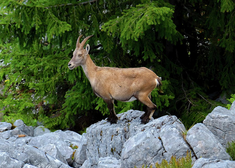 Female wild alpine, capra ibex, or steinbock #3 Photograph by Elenarts - Elena Duvernay photo