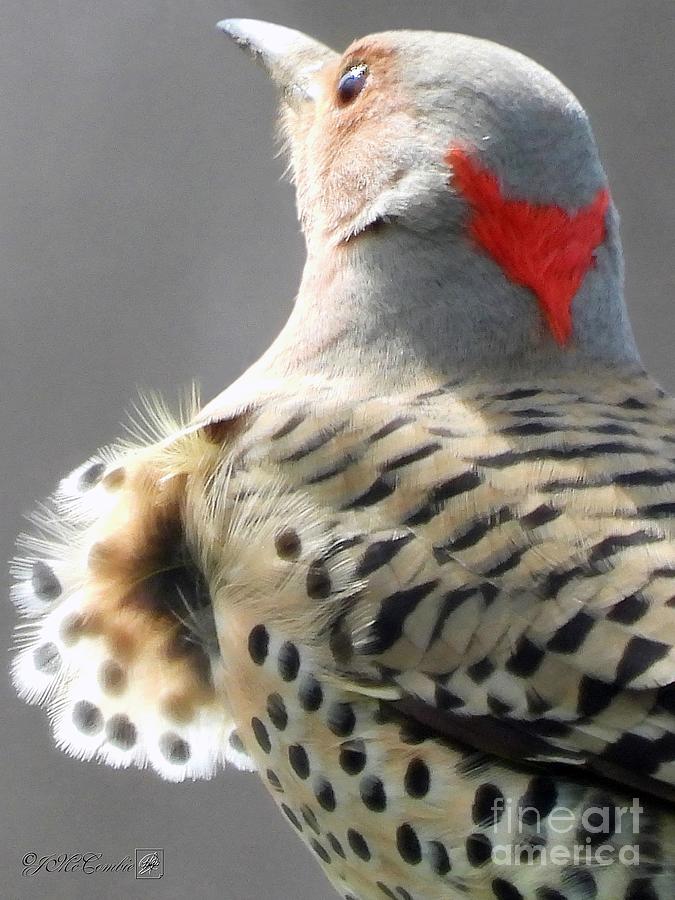 Female Yellow-Shafted Northern Flicker #8 Photograph by J McCombie