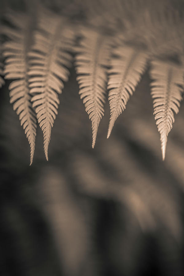 Ferns #3 Photograph by Alan Copson