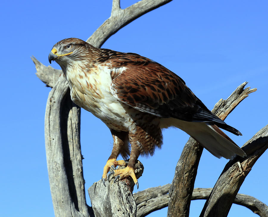 Ferruginous Hawk #3 Photograph by Glen Loftis - Pixels