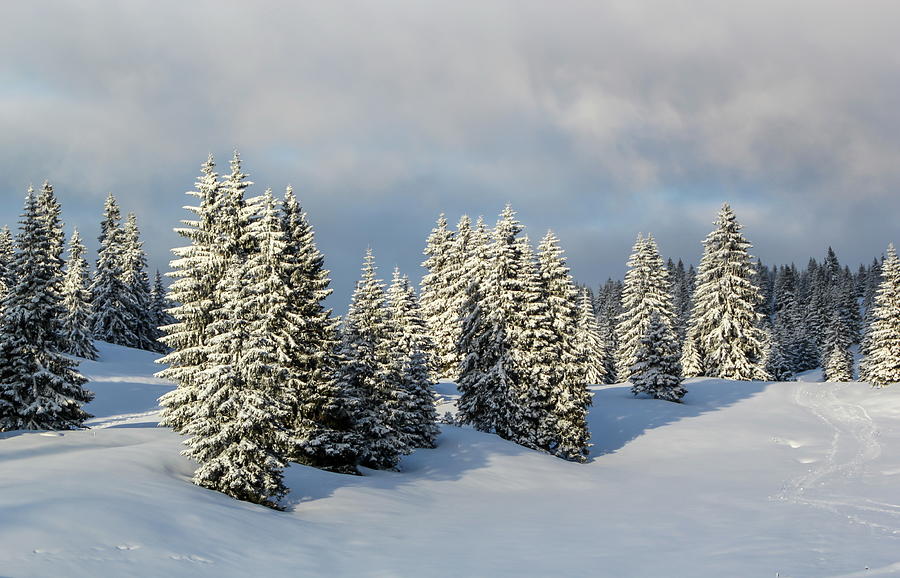 Fir trees forest in the Jura mountain by winter, Switzerland #3 Photograph by Elenarts - Elena Duvernay photo