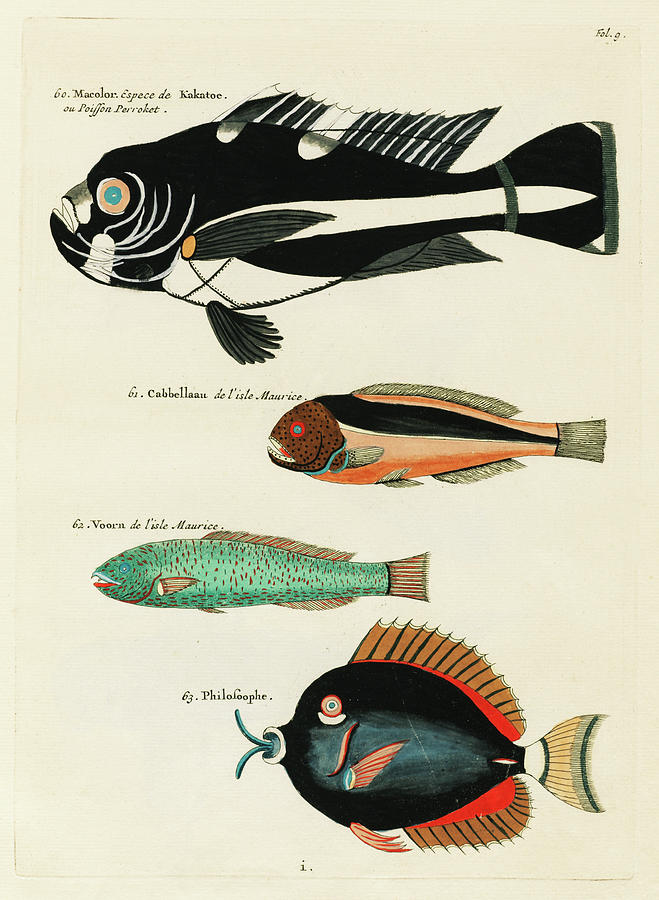 fishes found in Moluccas and the East Indies by L Digital Art