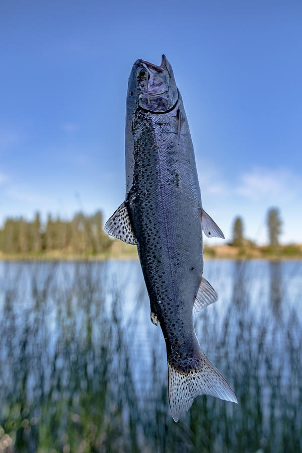 Fishing For Trout In A Small Lake In Washington State Photograph by Alex Grichenko Pixels