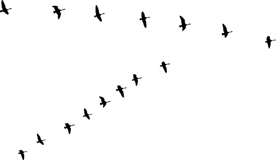 Flock of Canada Geese flying in v-formation and migrating #3 Drawing by GeorgePeters