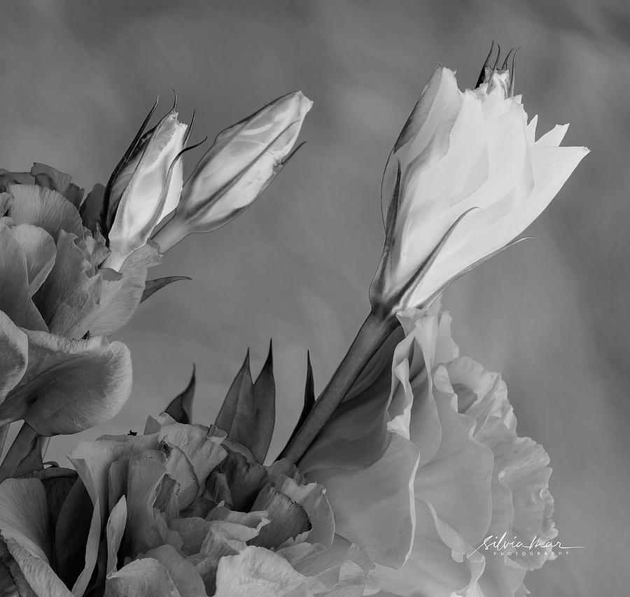 Flower Photograph - 3 Flowers. by Silvia Marcoschamer
