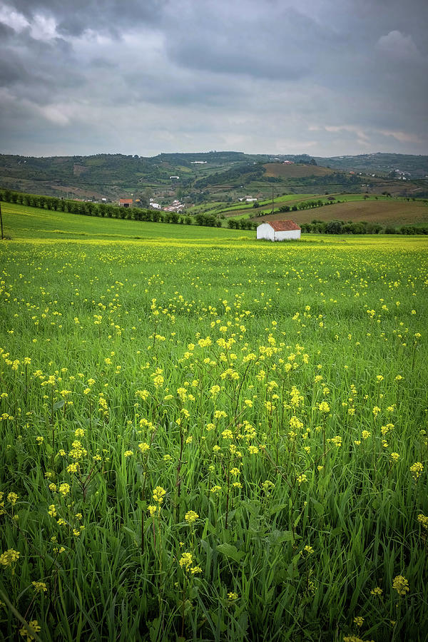 Flowery Countryside #3 Photograph by Carlos Caetano
