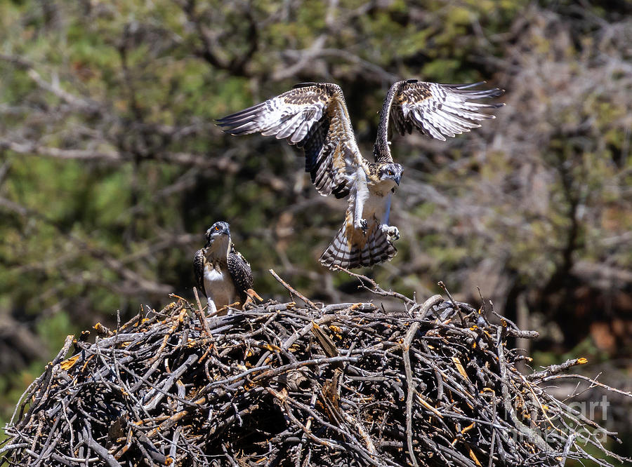 Flying Osprey #3 Photograph by Steven Krull