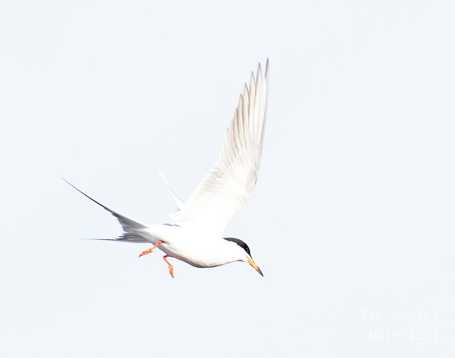 Forsters Tern #4 Photograph by Dennis Hammer