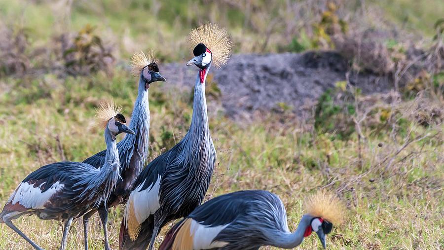 Four Grey Crowned Cranes also known as the African Crowned Cranes ...