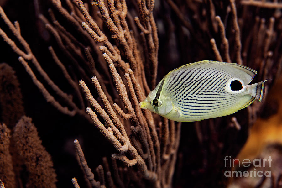 Foureye Butterflyfish #3 Photograph by JT Lewis
