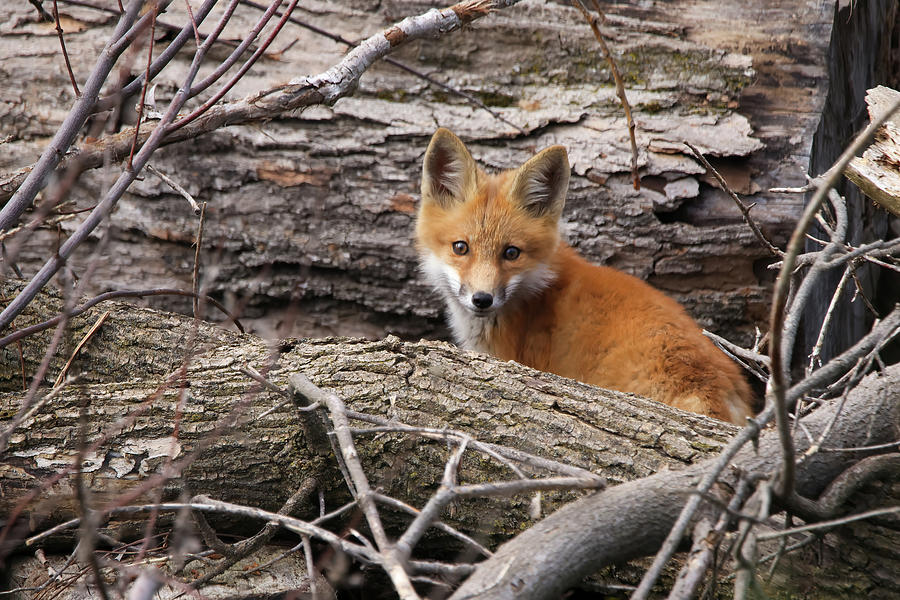 Fox #3 Photograph by Brook Burling