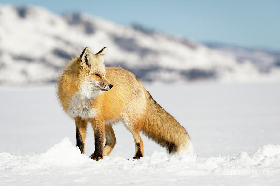 Fox - Grand Teton National Park Photograph by Bret Barton