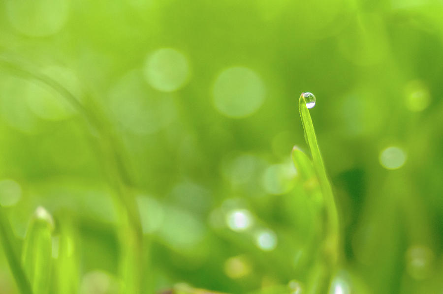 Fresh spring grass with dew drops  #3 Photograph by Alex Grichenko