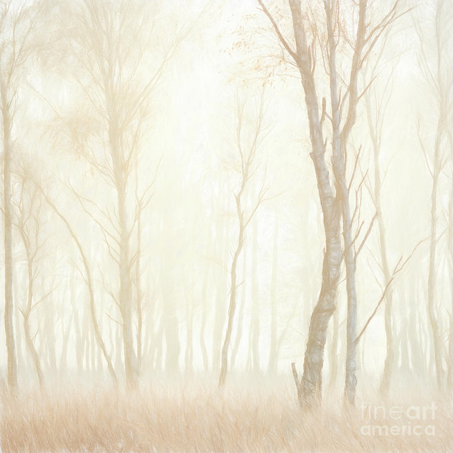 Tree Photograph - Frosted Birches #3 by Janet Burdon