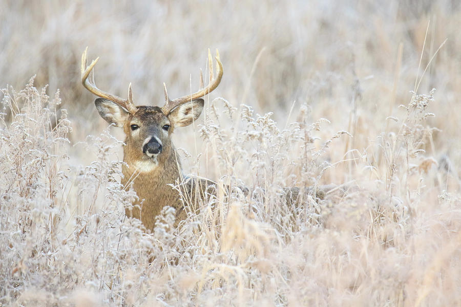 Frosty Buck #3 Photograph by Brook Burling Frosty Buck #3 Photograph by Brook Burling