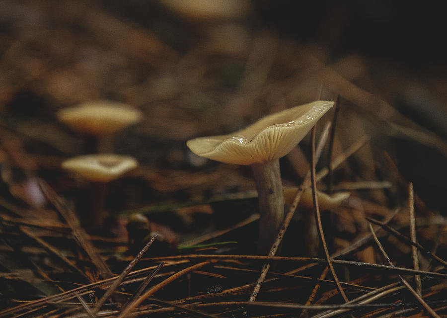 Fungi Photograph by Martin Newman - Fine Art America