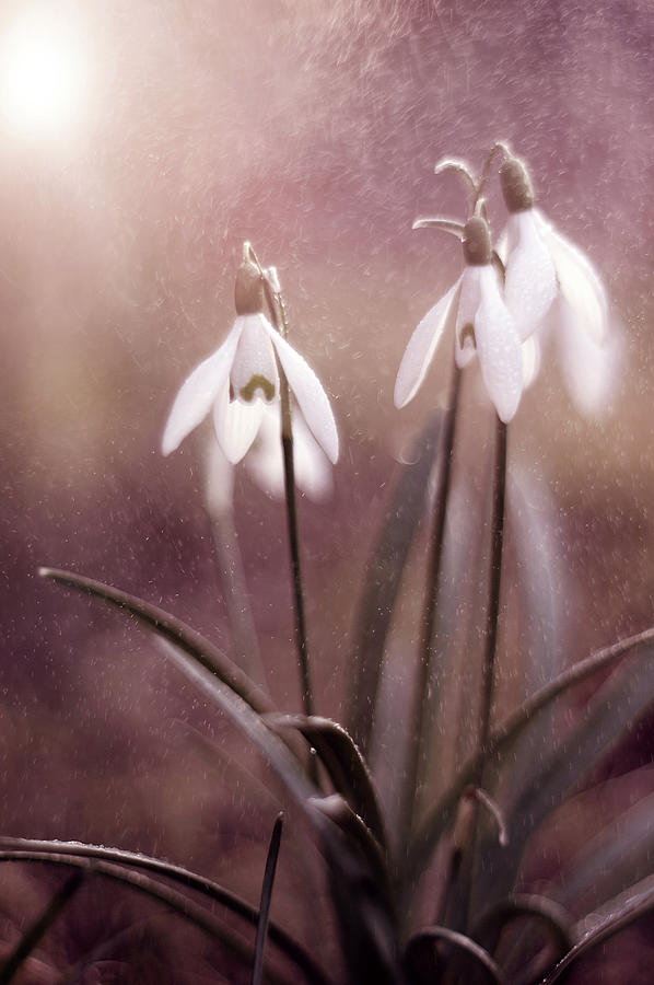 Galanthus- Snowdrop Photograph