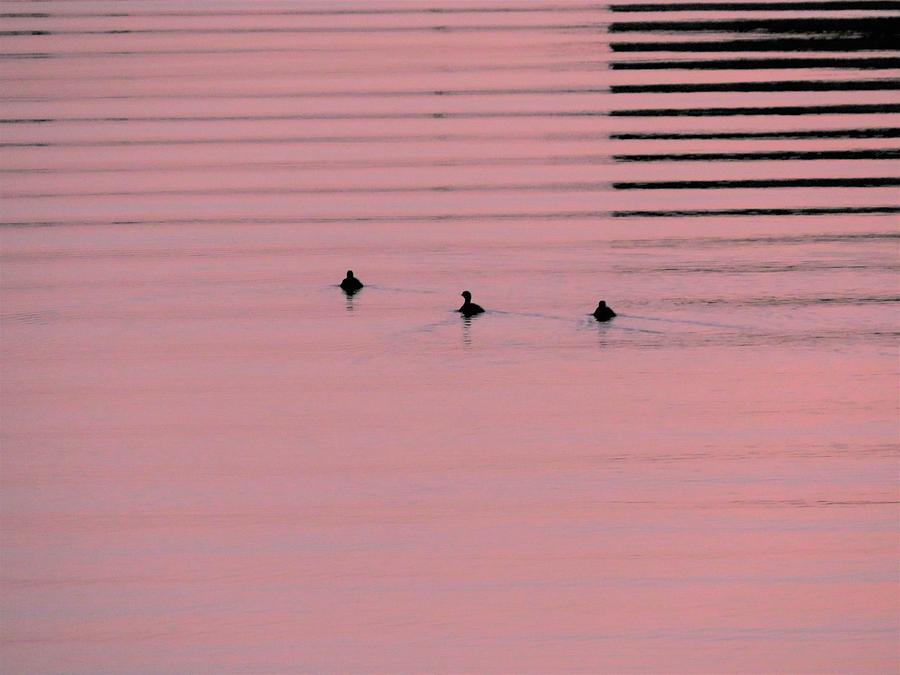 3 Geese In A Purple Lake Photograph by Ed Williams
