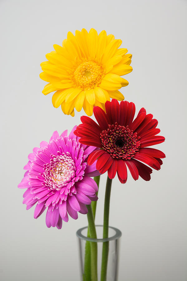 Gerbera flower #3 Photograph by Tomophotography